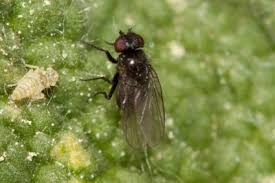 Attēlu rezultāti vaicājumam “Bayeriola thymicola”