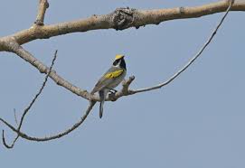 Image result for Vermivora chrysoptera