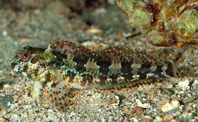 Image result for Sphyraena viridensis
