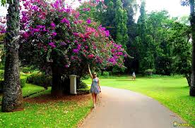 Image result for шри ланка королевский ботанический сад