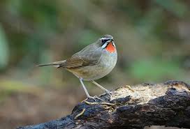 Image result for Luscinia calliope