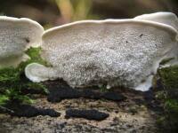 Attēlu rezultāti vaicājumam “Postia leucomallella”