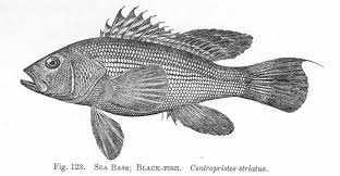 Image result for Centropristis striata