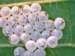 Attēlu rezultāti vaicājumam “Pentatomidae eggs”