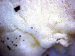 Attēlu rezultāti vaicājumam “Postia stiptica”