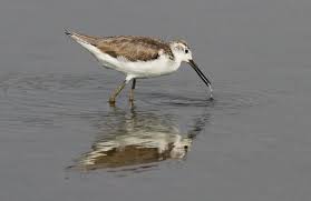 Attēlu rezultāti vaicājumam “Tringa stagnatilis adult”