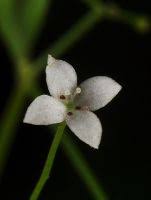 Attēlu rezultāti vaicājumam “Galium trifidum”