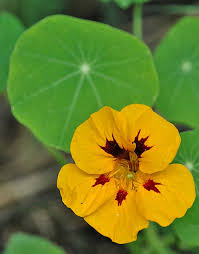 Image result for Tropaeolum majus