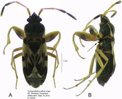 Attēlu rezultāti vaicājumam “Scolopostethus thomsoni”