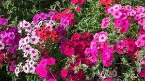 Image result for Phlox drummondii
