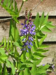 Attēlu rezultāti vaicājumam “Galega orientalis bud”