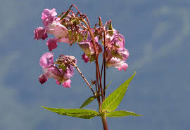 Attēlu rezultāti vaicājumam “Impatiens glandulifera fruit”