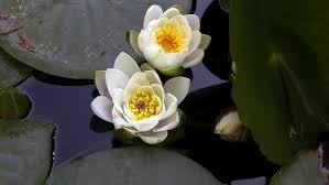 Attēlu rezultāti vaicājumam “Nymphaeaceae”