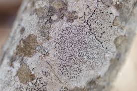 Attēlu rezultāti vaicājumam “Graphis scripta”