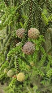 Attēlu rezultāti vaicājumam “Picea orientalis”