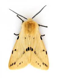 Attēlu rezultāti vaicājumam “Spilosoma lutea”