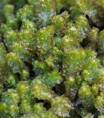 Attēlu rezultāti vaicājumam “Barbilophozia lycopodioides macro”