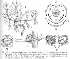 Attēlu rezultāti vaicājumam “Elatinaceae”