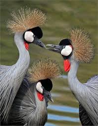 Attēlu rezultāti vaicājumam “Gruiformes”