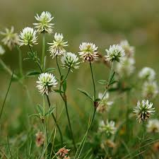 Attēlu rezultāti vaicājumam “Trifolium montanum”
