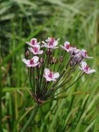 Attēlu rezultāti vaicājumam “Butomus umbellatus bud”