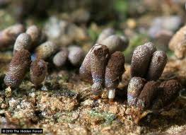 Attēlu rezultāti vaicājumam “Diachea leucopodia”