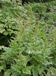 Attēlu rezultāti vaicājumam “Chenopodium bonus-henricus leaf”