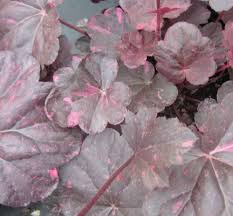 Image result for Heuchera `Midnight Rose`
