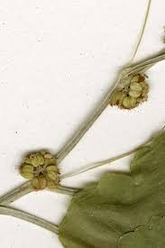 Attēlu rezultāti vaicājumam “Hydrocotyle vulgaris bud”