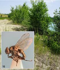 Attēlu rezultāti vaicājumam “Tetanops myopina”