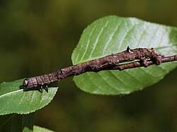 Attēlu rezultāti vaicājumam “Angerona prunaria”