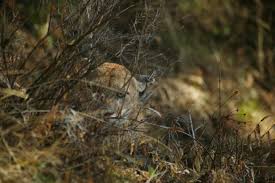 Image result for Craigavon Cougars