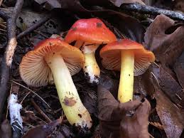 Attēlu rezultāti vaicājumam “Hygrocybe sp.”