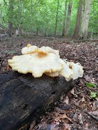 Attēlu rezultāti vaicājumam “Hydnum repandum”