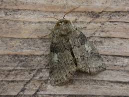 Attēlu rezultāti vaicājumam “Tethea or”