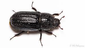 Attēlu rezultāti vaicājumam “Sinodendron cylindricum”