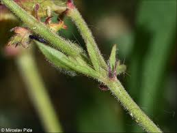 Attēlu rezultāti vaicājumam “Geranium pratense bud”