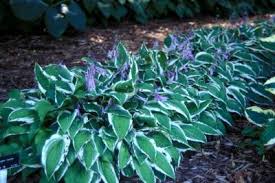 Attēlu rezultāti vaicājumam “Hosta sp. leaf”
