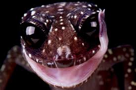 Attēlu rezultāti vaicājumam “Lycogala persicum sessile”