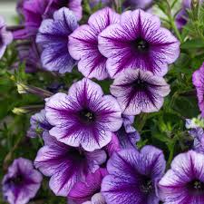 Image result for Petunia