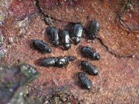 Attēlu rezultāti vaicājumam “Tachyta nana”