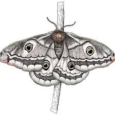 Attēlu rezultāti vaicājumam “Saturnia pavonia female”