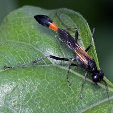 Attēlu rezultāti vaicājumam “Ammophila sp.”