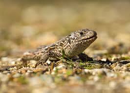 Attēlu rezultāti vaicājumam “Lacerta agilis female”