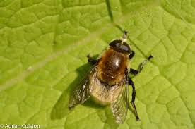 Attēlu rezultāti vaicājumam “Volucella bombylans”