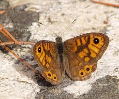 Attēlu rezultāti vaicājumam “Lasiommata megera underside”