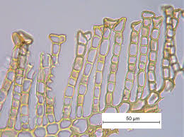 Attēlu rezultāti vaicājumam “Campylophyllum sommerfeltii”