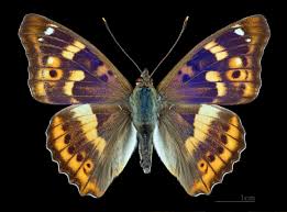 Attēlu rezultāti vaicājumam “Apatura ilia male”