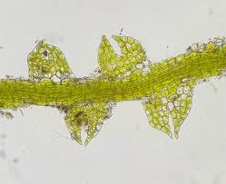 Attēlu rezultāti vaicājumam “Cephalozia catenulata”