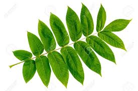 Attēlu rezultāti vaicājumam “Juglans mandshurica leaf”